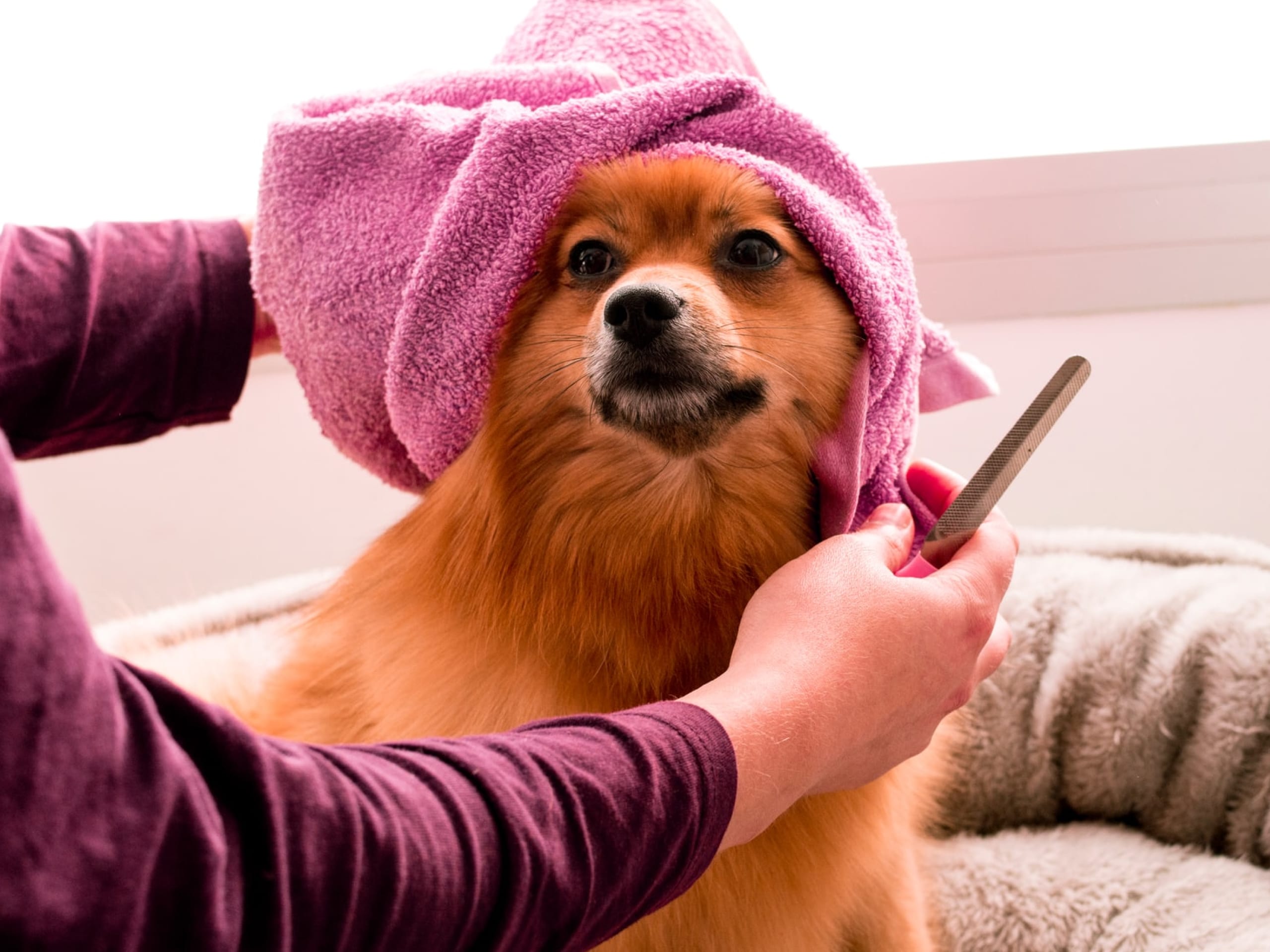 Dogs can get dandruff, too — here's how to help